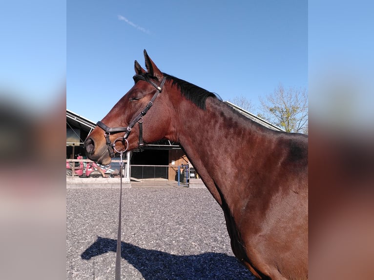 Trakehner Mare 10 years 16,1 hh Brown in Neresheim