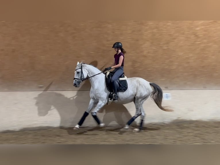 Trakehner Mare 10 years 16,1 hh Gray-Fleabitten in Wehringen