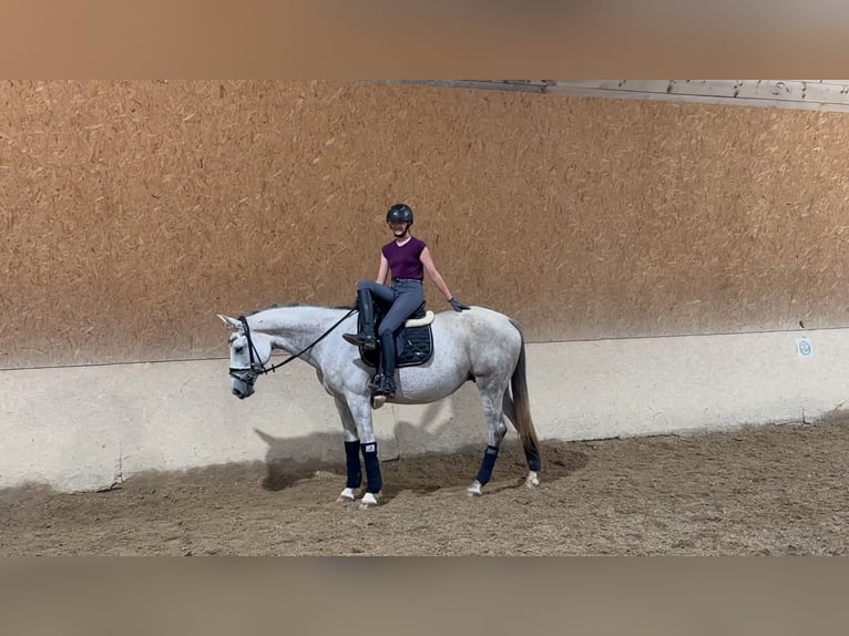 Trakehner Mare 10 years 16,1 hh Gray-Fleabitten in Wehringen