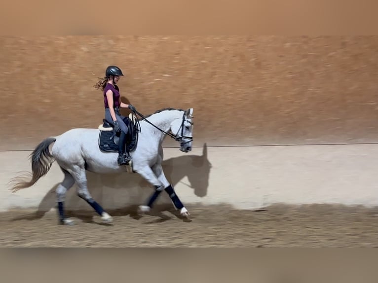 Trakehner Mare 10 years 16,1 hh Gray-Fleabitten in Wehringen