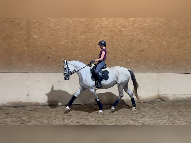 Trakehner Mare 10 years 16,1 hh Gray-Fleabitten in Wehringen