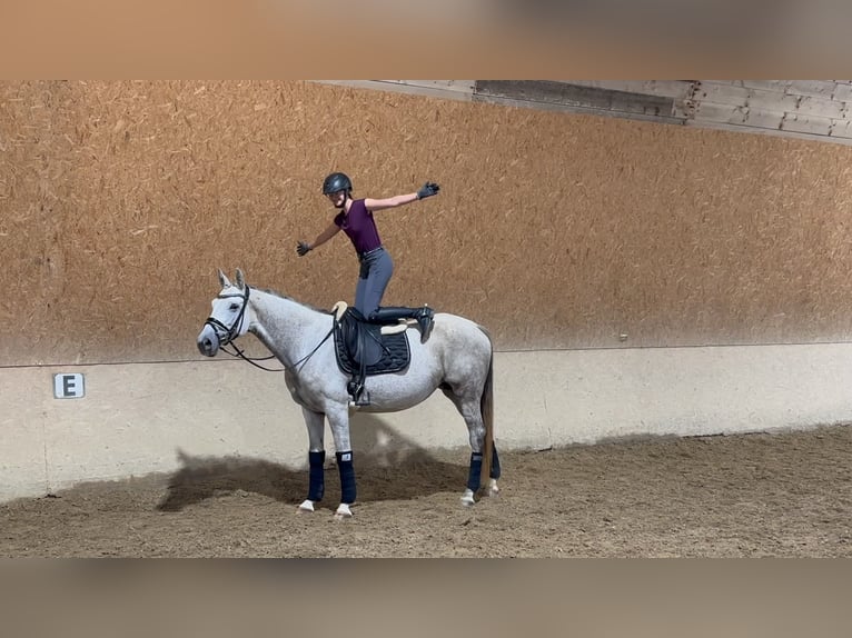 Trakehner Mare 10 years 16,1 hh Gray-Fleabitten in Wehringen