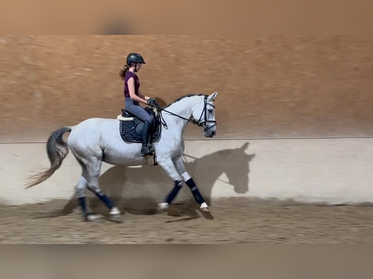 Trakehner Mare 10 years 16,1 hh Gray-Fleabitten in Wehringen