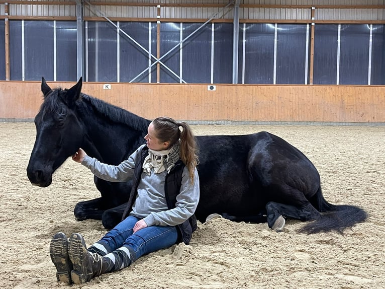 Trakehner Mare 10 years 16.2 hh Bay-Dark in Dresden