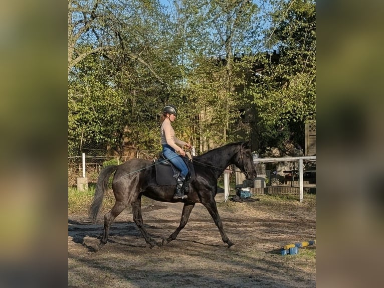 Trakehner Mare 10 years 16.2 hh Bay-Dark in Dresden
