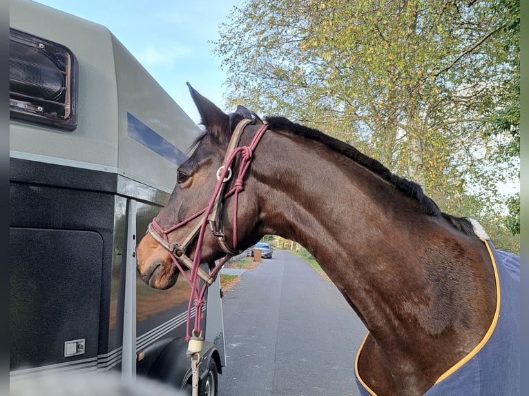Trakehner Mare 10 years 16,3 hh in Celle