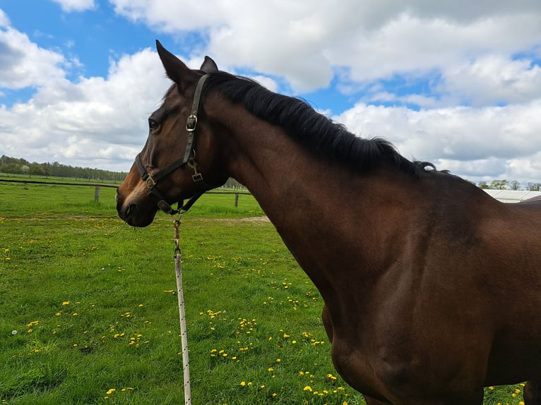 Trakehner Mare 10 years 16,3 hh in Celle