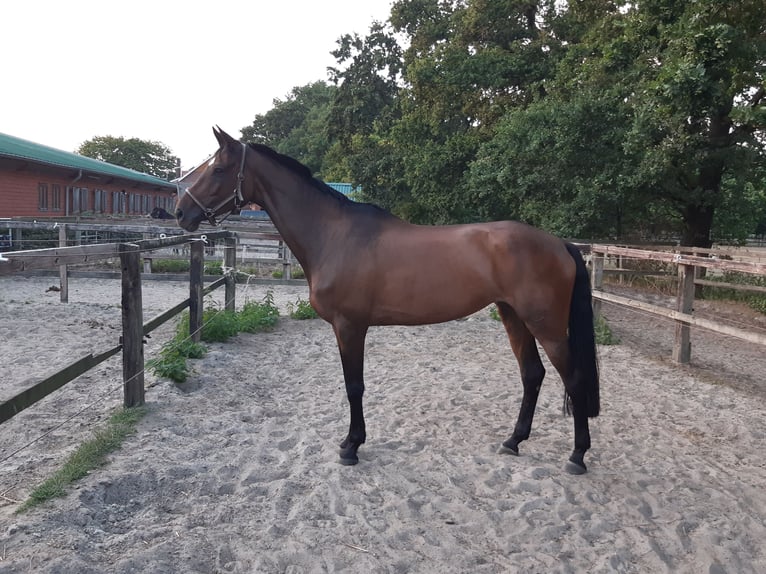 Trakehner Mare 10 years 16,3 hh in Celle
