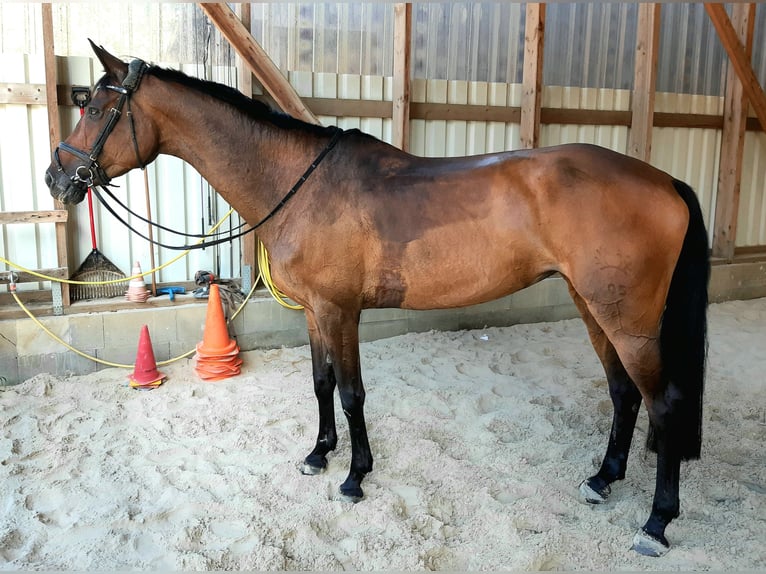 Trakehner Mare 10 years 16,3 hh in Celle