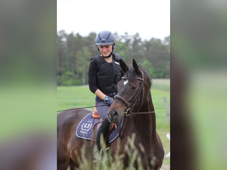 Trakehner Mare 10 years 16,3 hh Smoky-Black in Buchholz in der Nordheide