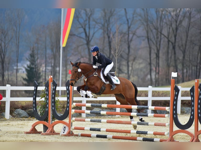 Trakehner Mare 10 years 16 hh Brown in Passail