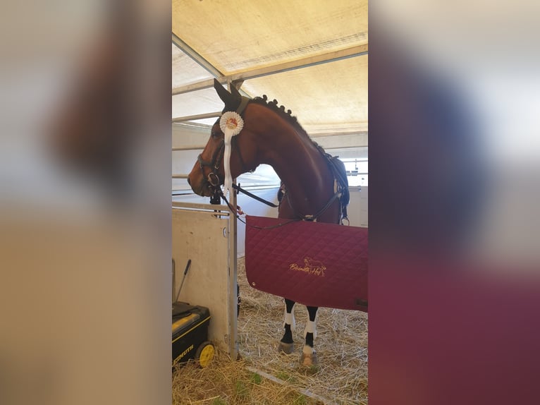 Trakehner Mare 10 years 16 hh Brown in Passail