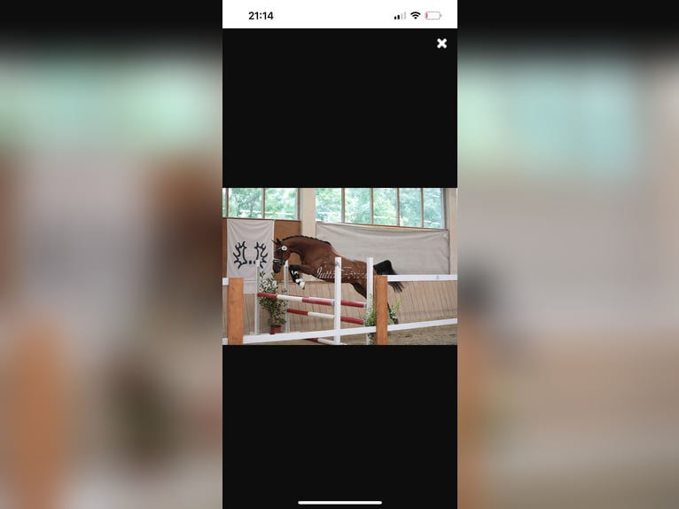 Trakehner Mare 10 years 16 hh Brown in Passail