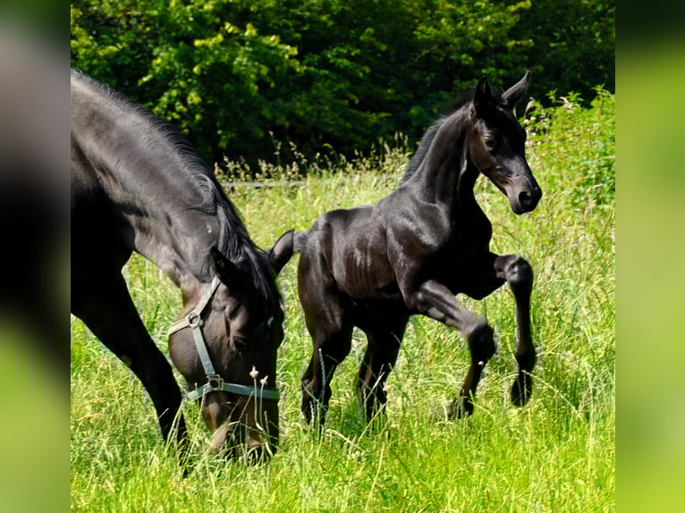 Trakehner Mare 10 years 16,1 hh Bay-Dark in Imsbach