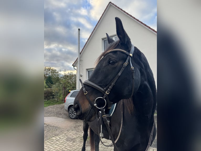 Trakehner Mare 10 years 17 hh Smoky-Black in Fuldatal