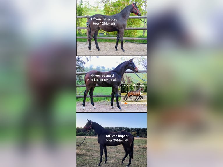 Trakehner Mare 10 years Bay-Dark in Reichenbach-Steegen