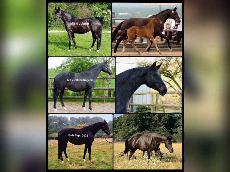 Trakehner Mare 10 years Bay-Dark in Reichenbach-Steegen