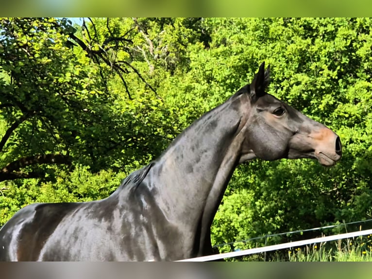 Trakehner Mare 10 years Bay-Dark in Reichenbach-Steegen