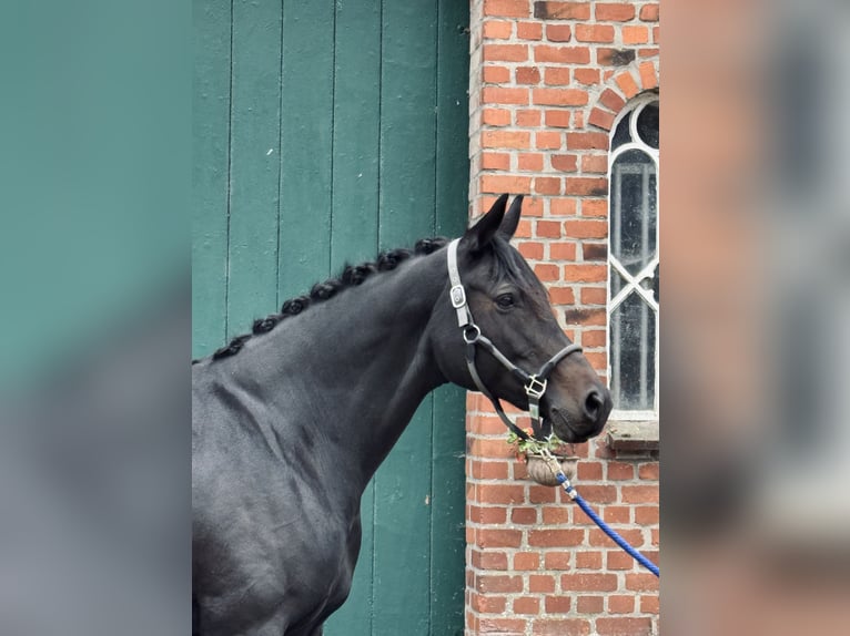 Trakehner Mare 11 years 15,2 hh Bay-Dark in Tangstedt