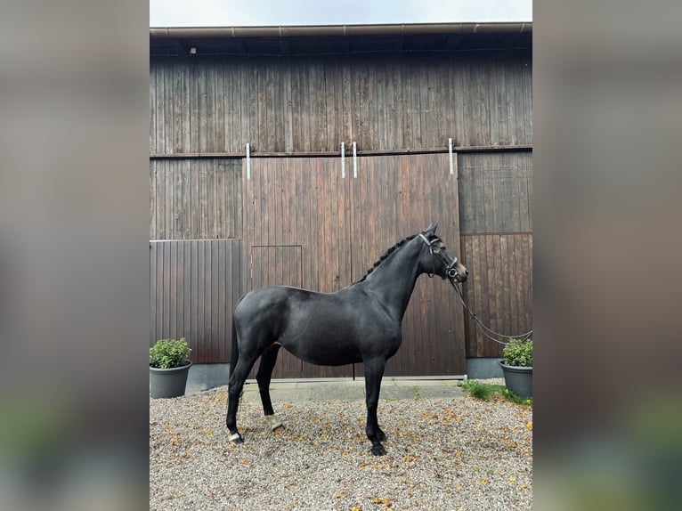 Trakehner Mare 11 years 15,2 hh Bay-Dark in Tangstedt