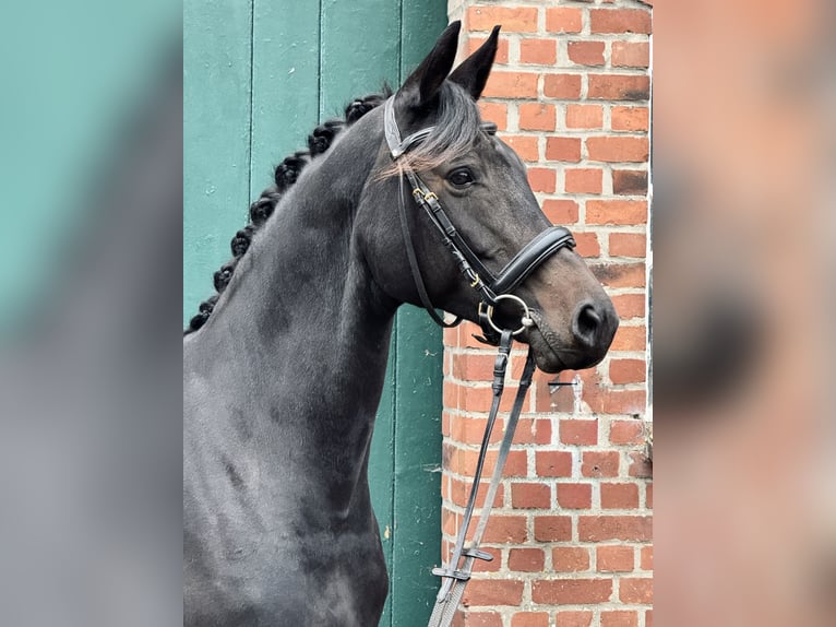 Trakehner Mare 11 years 15,2 hh Bay-Dark in Tangstedt