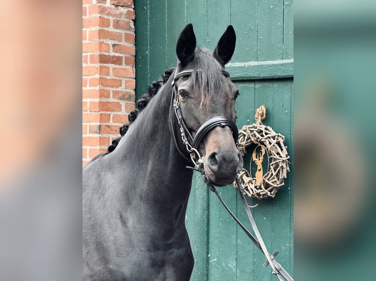Trakehner Mare 11 years 15,2 hh Bay-Dark in Tangstedt
