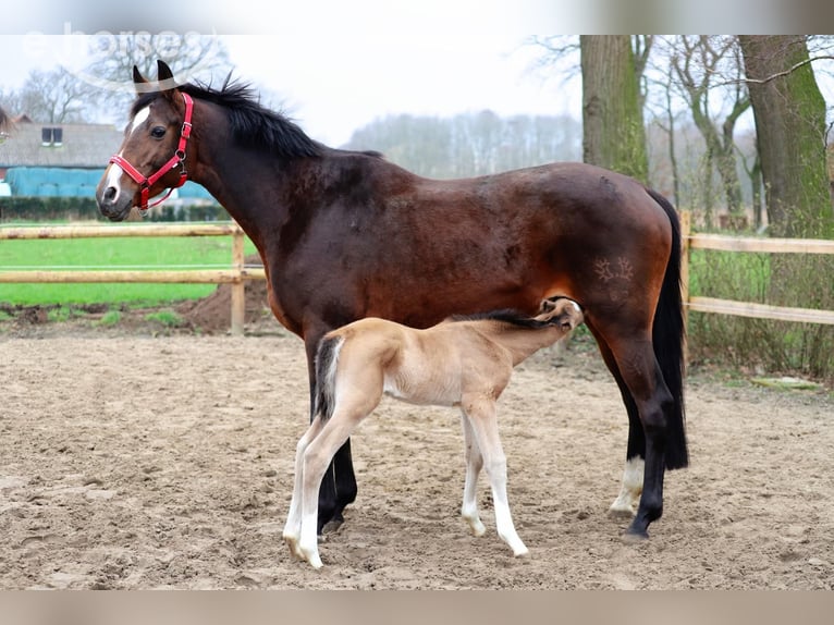 Trakehner Mare 11 years 16.1 hh Bay-Dark in Neuenkirchen-Vörden