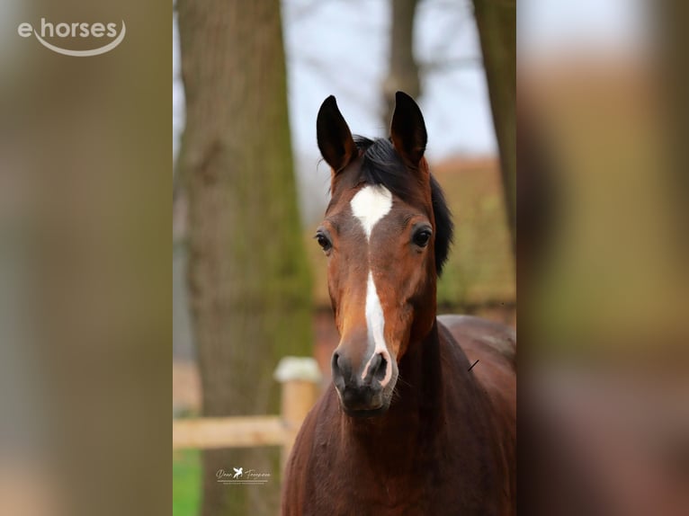 Trakehner Mare 11 years 16.1 hh Bay-Dark in Neuenkirchen-Vörden