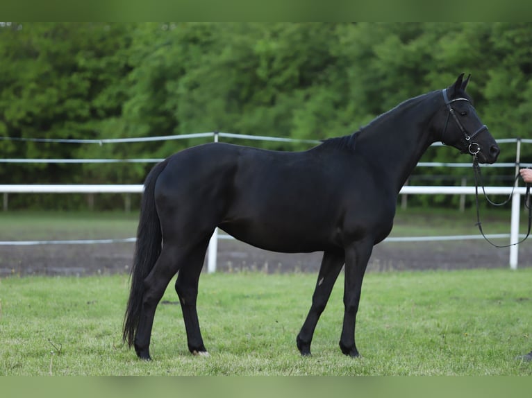 Trakehner Mare 11 years 16,1 hh Black in Miłakowo
