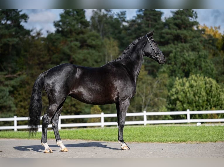 Trakehner Mare 11 years 16,1 hh Black in Barłomino