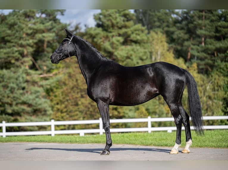 Trakehner Mare 11 years 16,1 hh Black in Barłomino