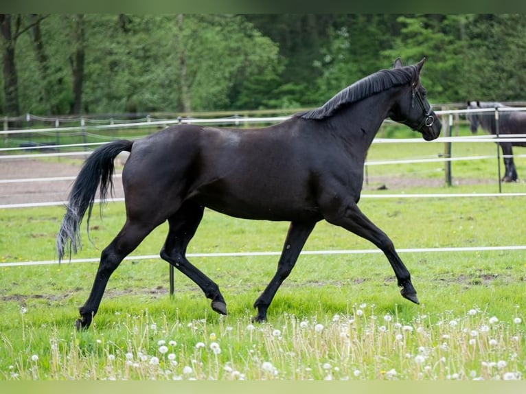Trakehner Mare 11 years 16 hh Black in Buchholz-Holm