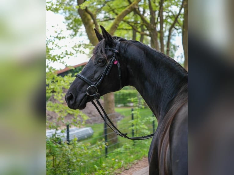 Trakehner Mare 11 years 16 hh Black in Buchholz-Holm