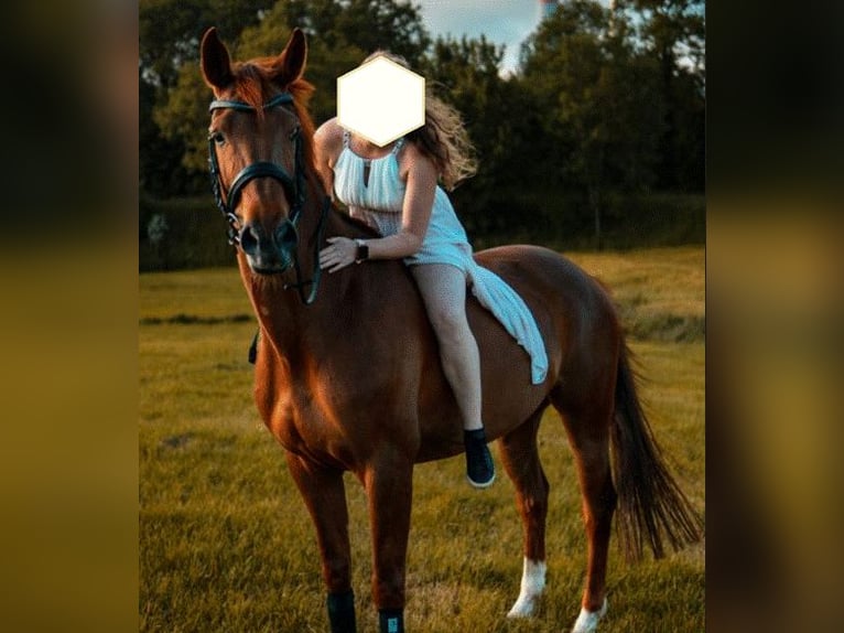 Trakehner Mare 11 years 16 hh Chestnut-Red in Korbach