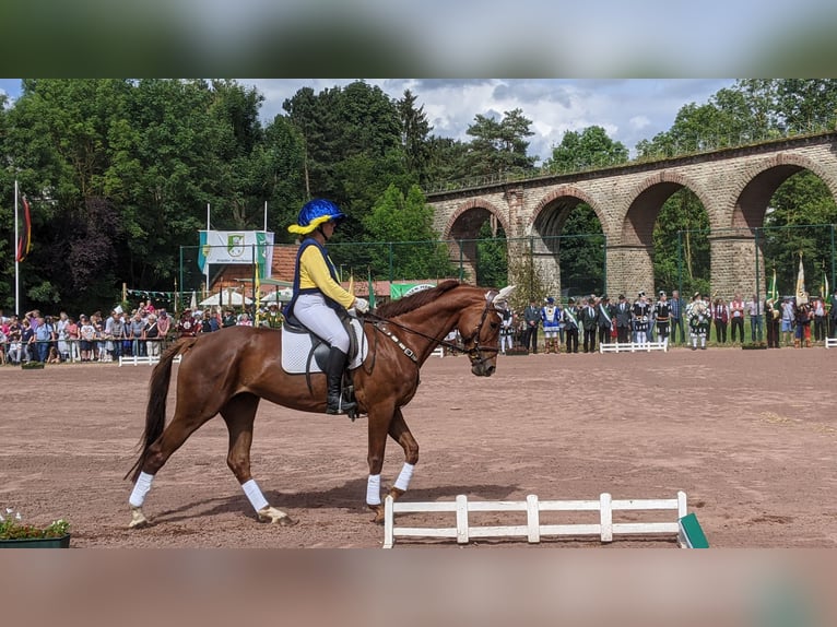 Trakehner Mare 11 years 16 hh Chestnut-Red in Korbach