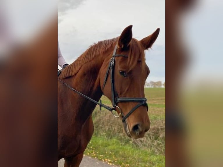 Trakehner Mare 11 years 16 hh Chestnut-Red in Korbach