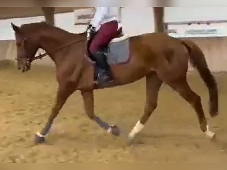 Trakehner Mare 11 years 16 hh Chestnut-Red in Korbach