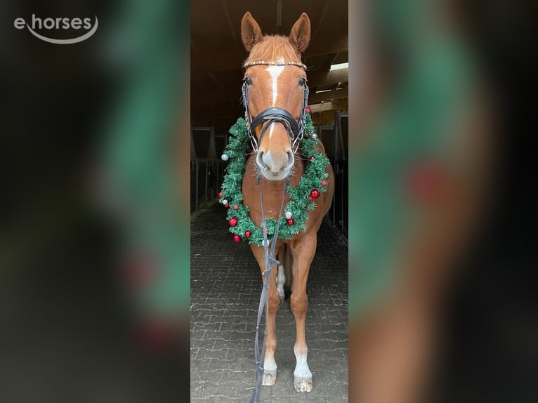 Trakehner Mare 11 years 16 hh Chestnut-Red in Jüterbog