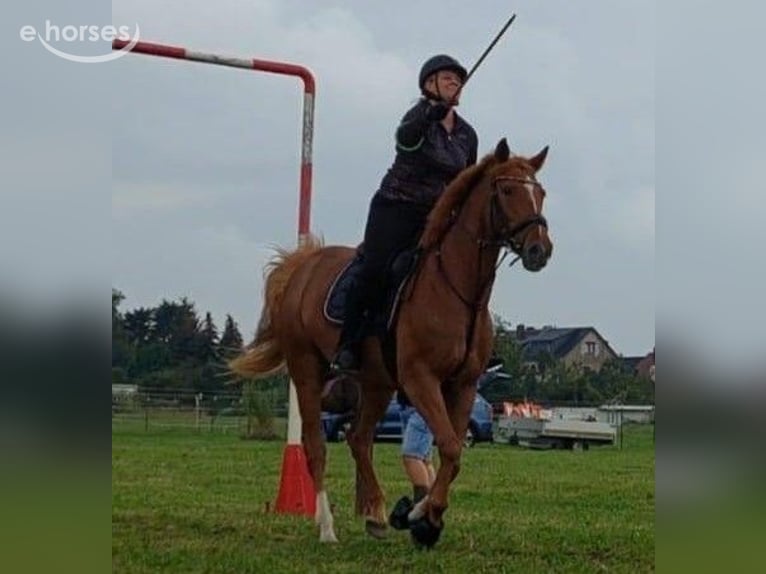Trakehner Mare 11 years 16 hh Chestnut-Red in Jüterbog