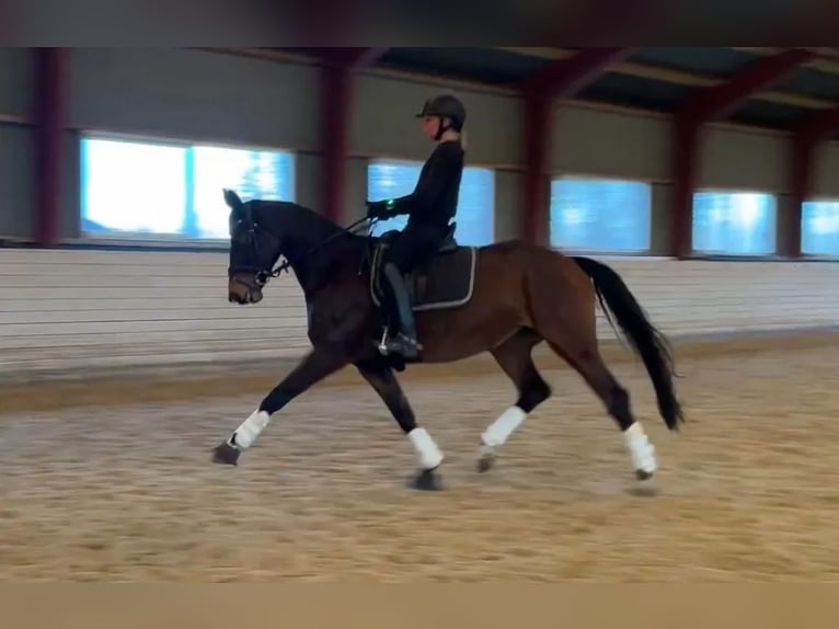 Trakehner Mare 11 years 16,1 hh Brown in Jægerspris