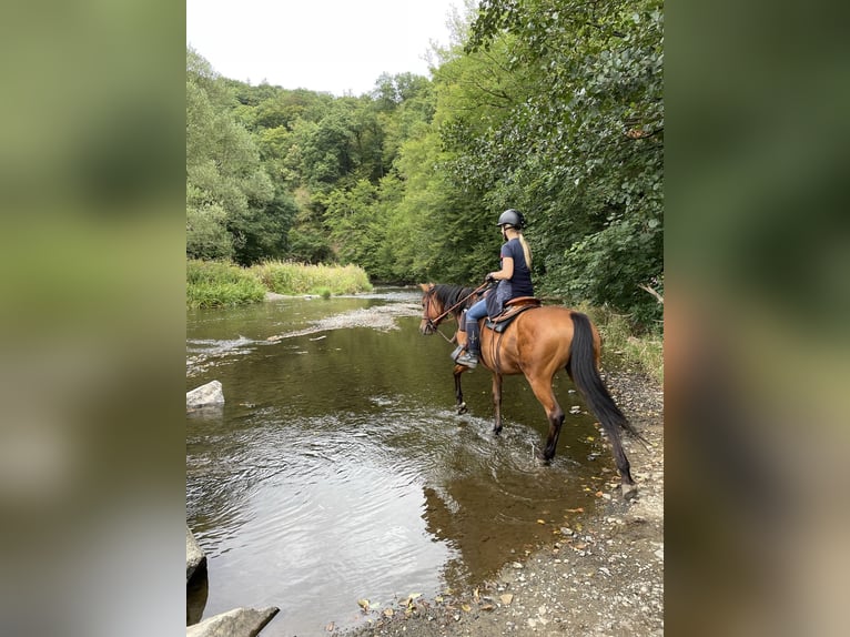 Trakehner Mare 12 years 15,3 hh Brown in Bergneustadt