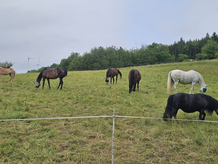 Trakehner Mare 12 years 16,1 hh Brown in Hallgarten