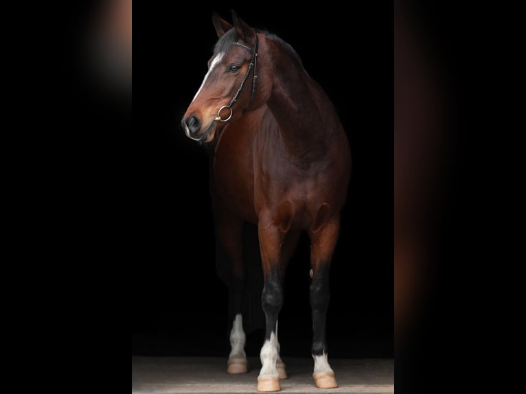 Trakehner Mare 12 years 16,1 hh Brown in Handrup