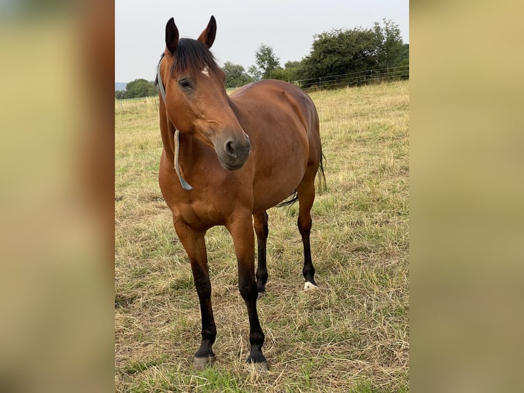 Trakehner Mare 12 years 16 hh Brown in Auetal