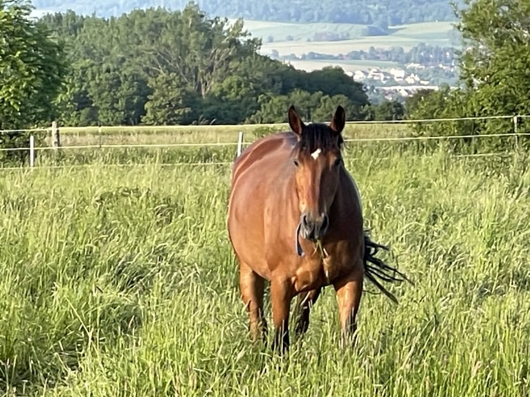 Trakehner Mare 12 years 16 hh Brown in Auetal