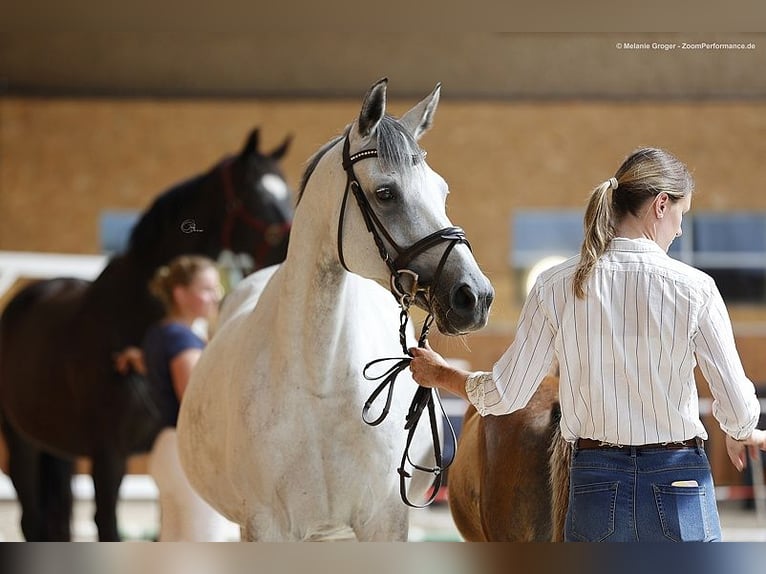 Trakehner Mare 12 years 16,1 hh Gray in Bad Oldesloe