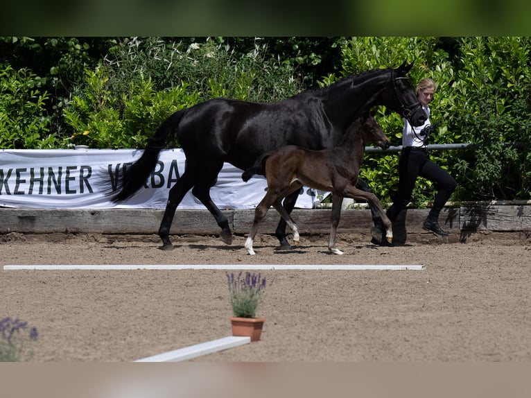 Trakehner Mare 12 years 16,2 hh Black in Nübbel