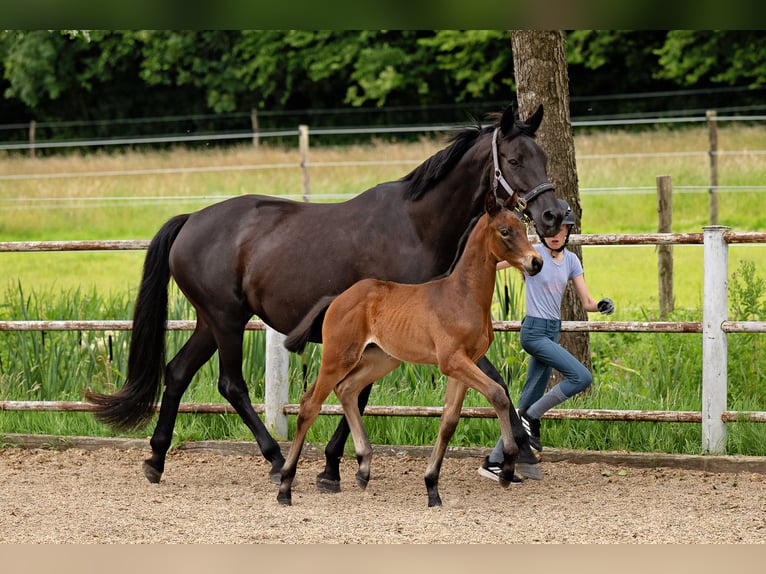 Trakehner Mare 12 years 16,2 hh Black in Nübbel