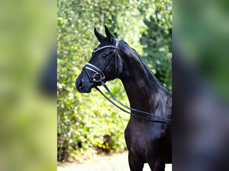 Trakehner Mare 12 years 16,2 hh Black in Nübbel