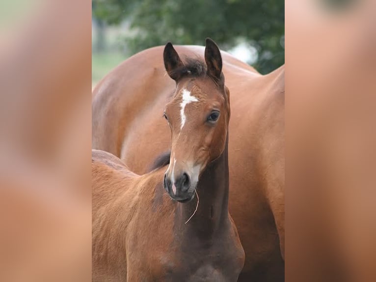 Trakehner Mare 12 years Brown in Crivitz